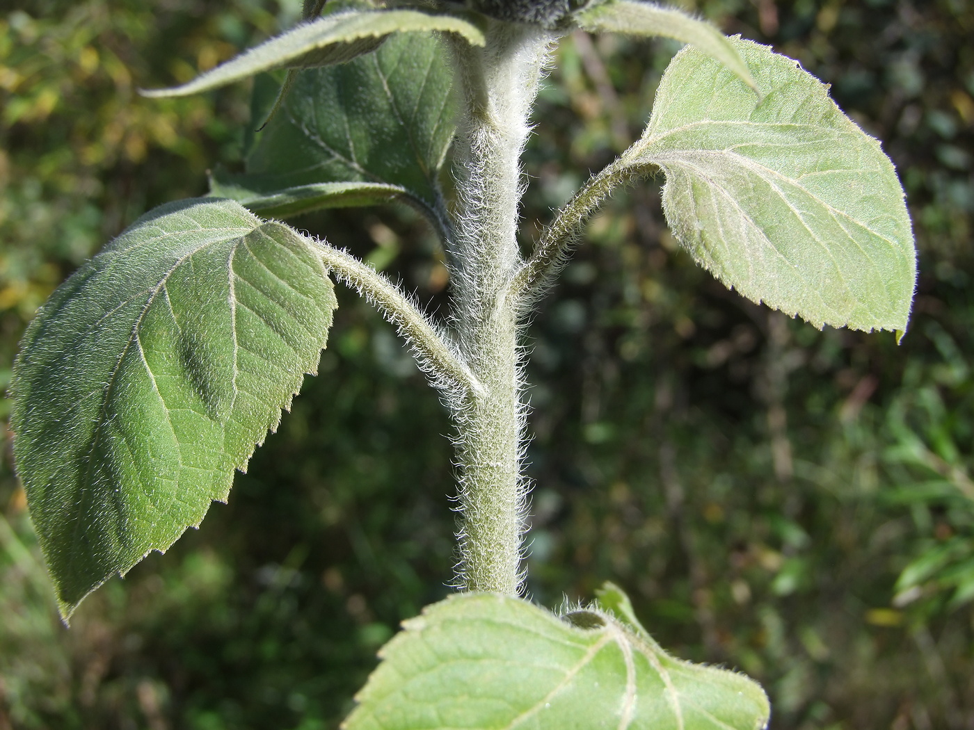 Image of Helianthus annuus specimen.