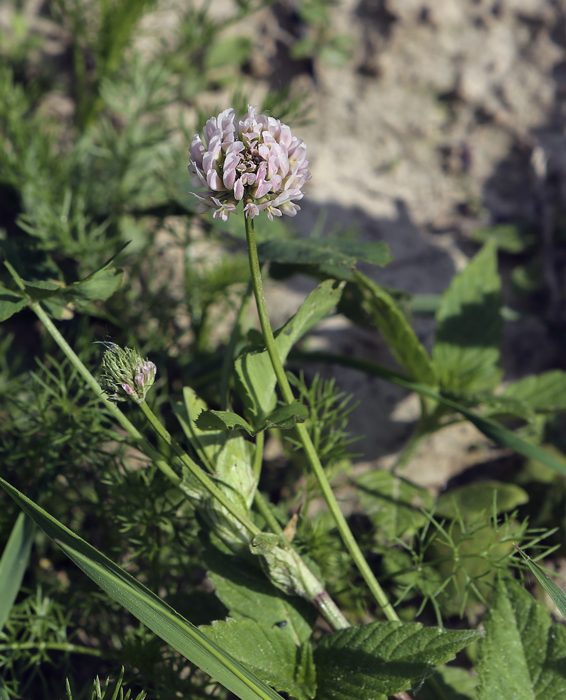 Изображение особи Trifolium hybridum.