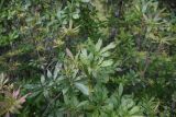 Rhododendron luteum