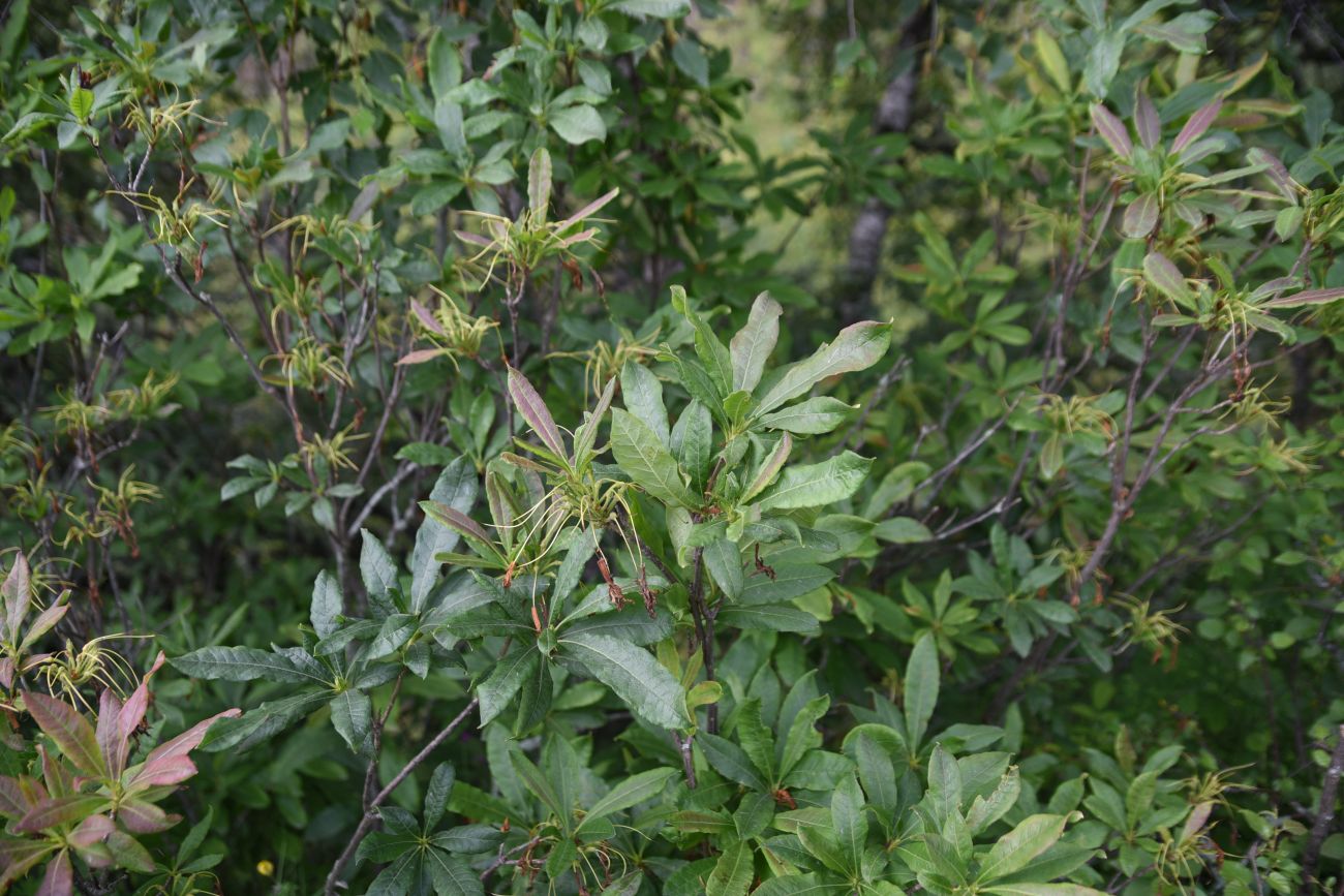 Image of Rhododendron luteum specimen.