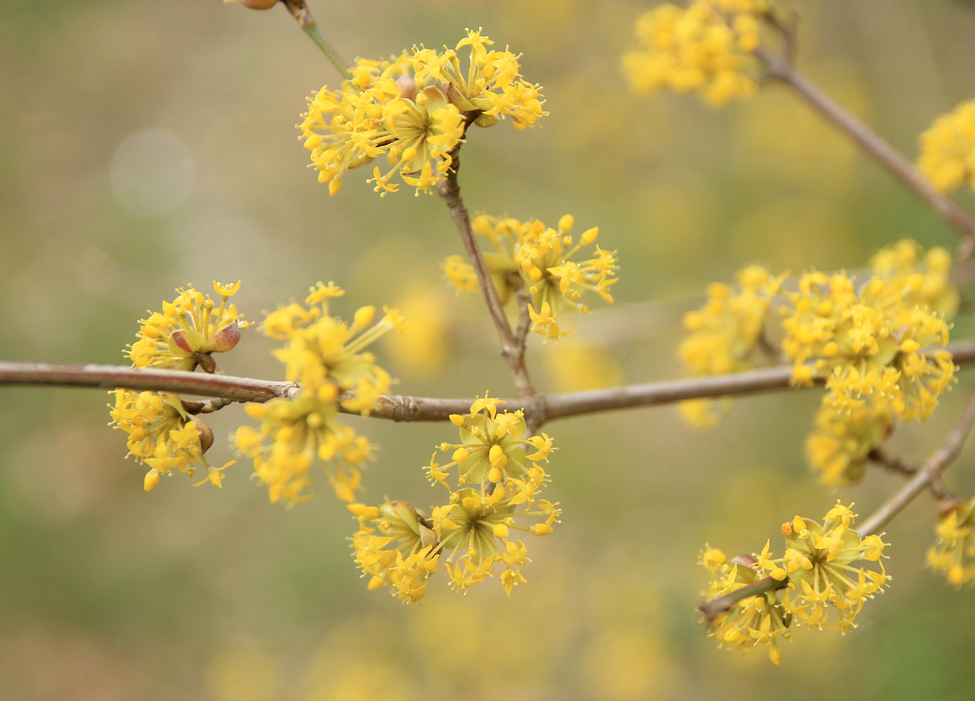 Image of Cornus mas specimen.