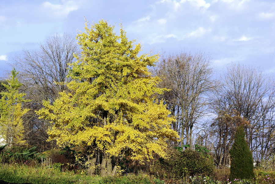 Image of Ginkgo biloba specimen.