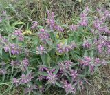 Phlomis pungens