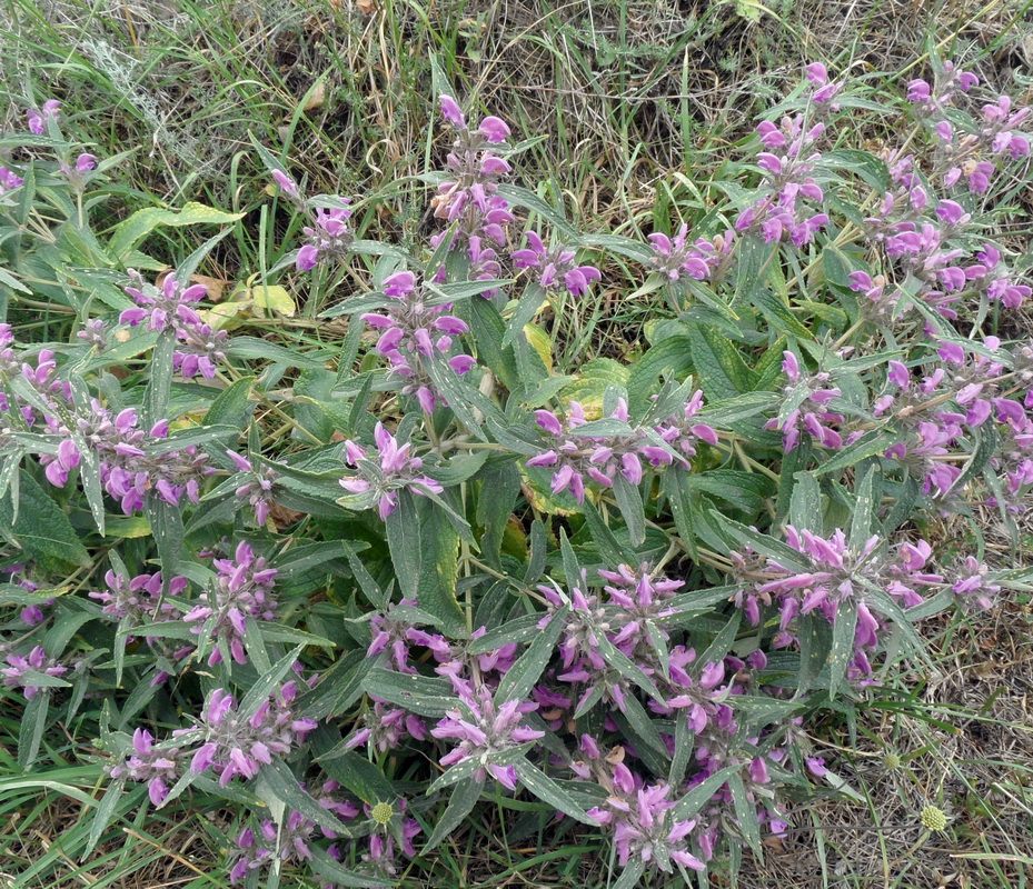 Изображение особи Phlomis pungens.