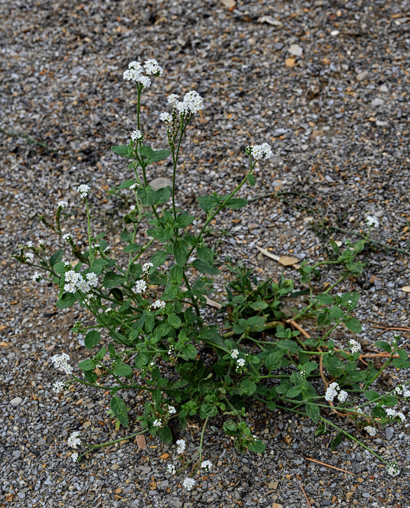 Изображение особи Heliotropium styligerum.