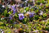 Viola mandshurica