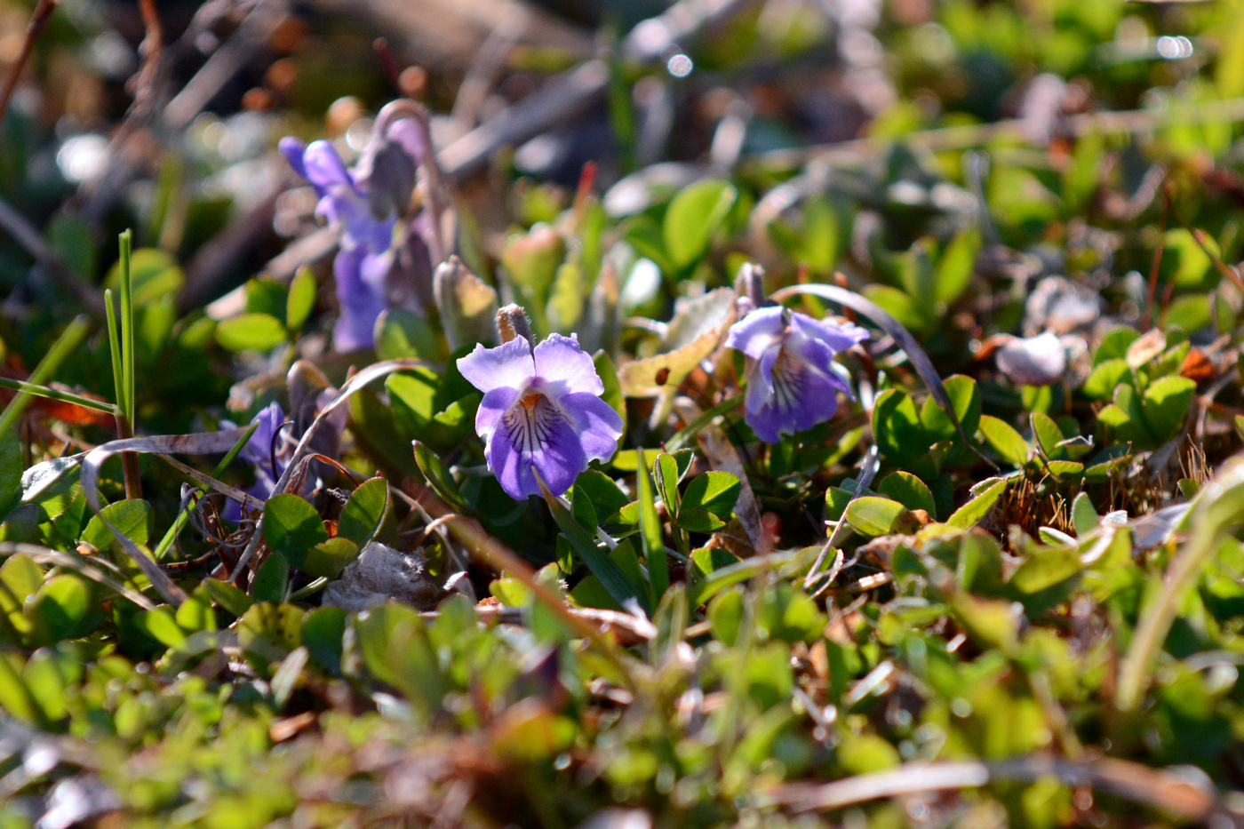 Image of Viola mandshurica specimen.