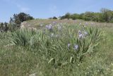 Iris pallida. Цветущие растения. Крым, окр. Балаклавы, хр. Биллер, нарушенная степь. 17.05.2023.