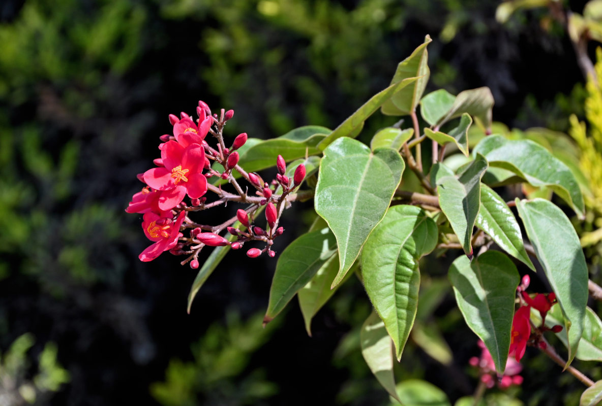 Image of Jatropha integerrima specimen.