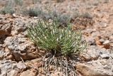 genus Anabasis