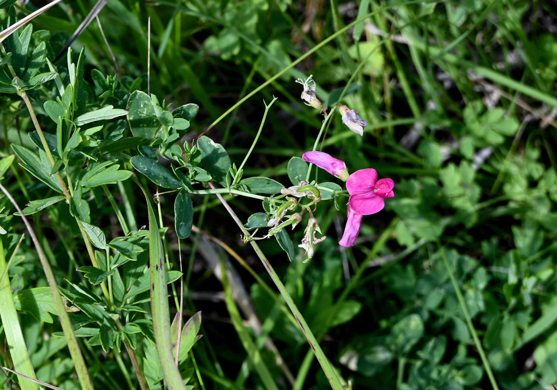 Изображение особи Lathyrus tuberosus.