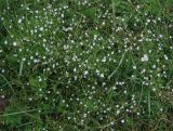 Stellaria graminea