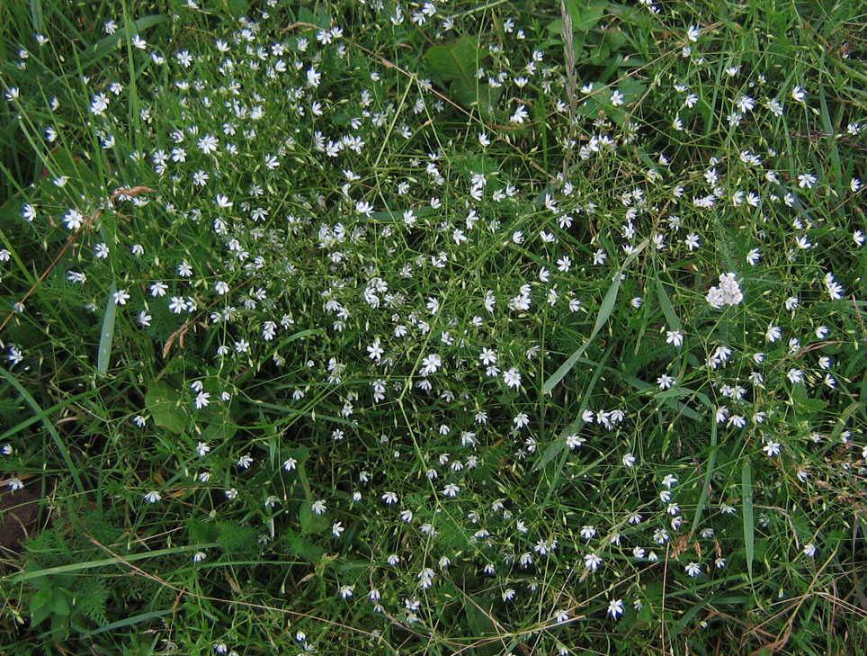 Image of Stellaria graminea specimen.