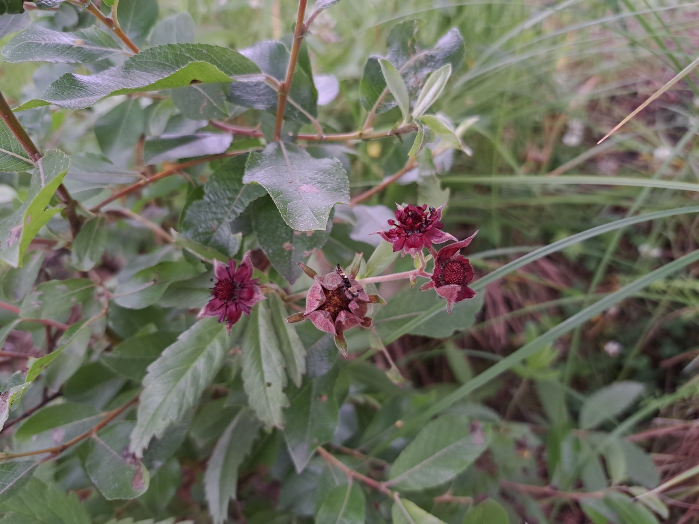 Image of Comarum palustre specimen.