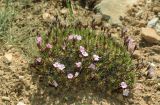genus Acantholimon
