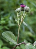 Arctium &times; ambiguum