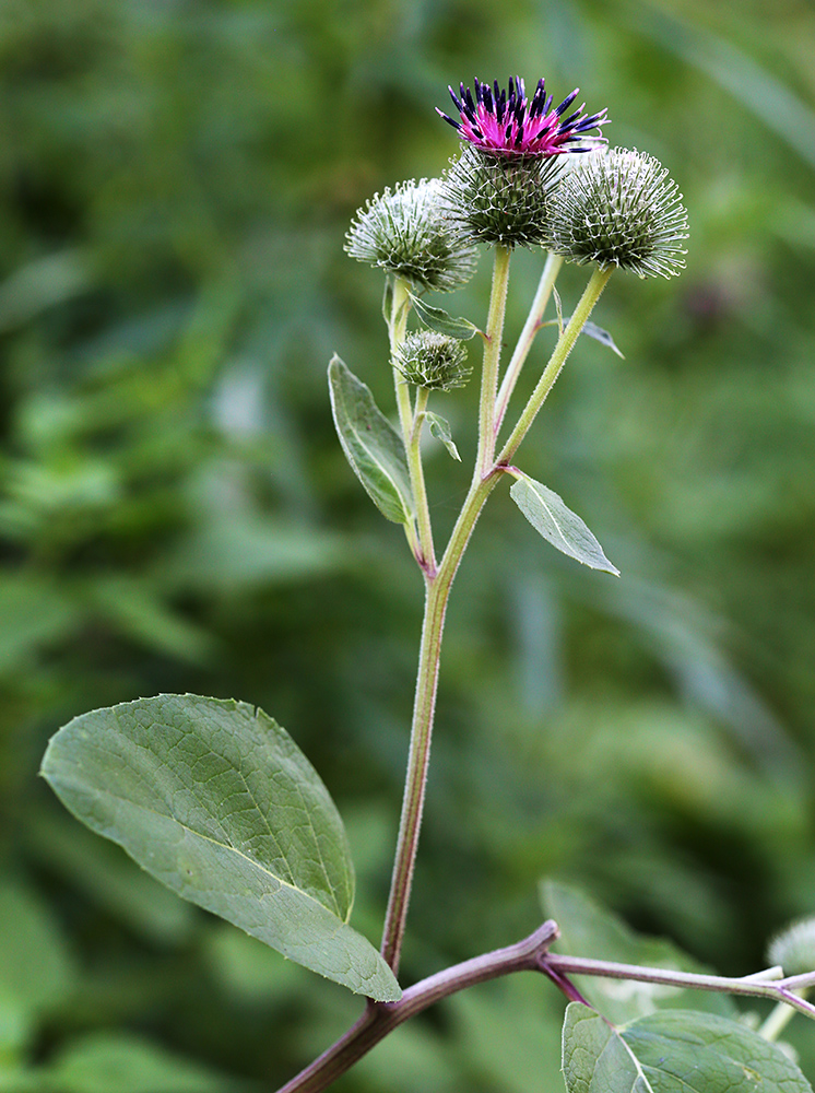Image of Arctium × ambiguum specimen.