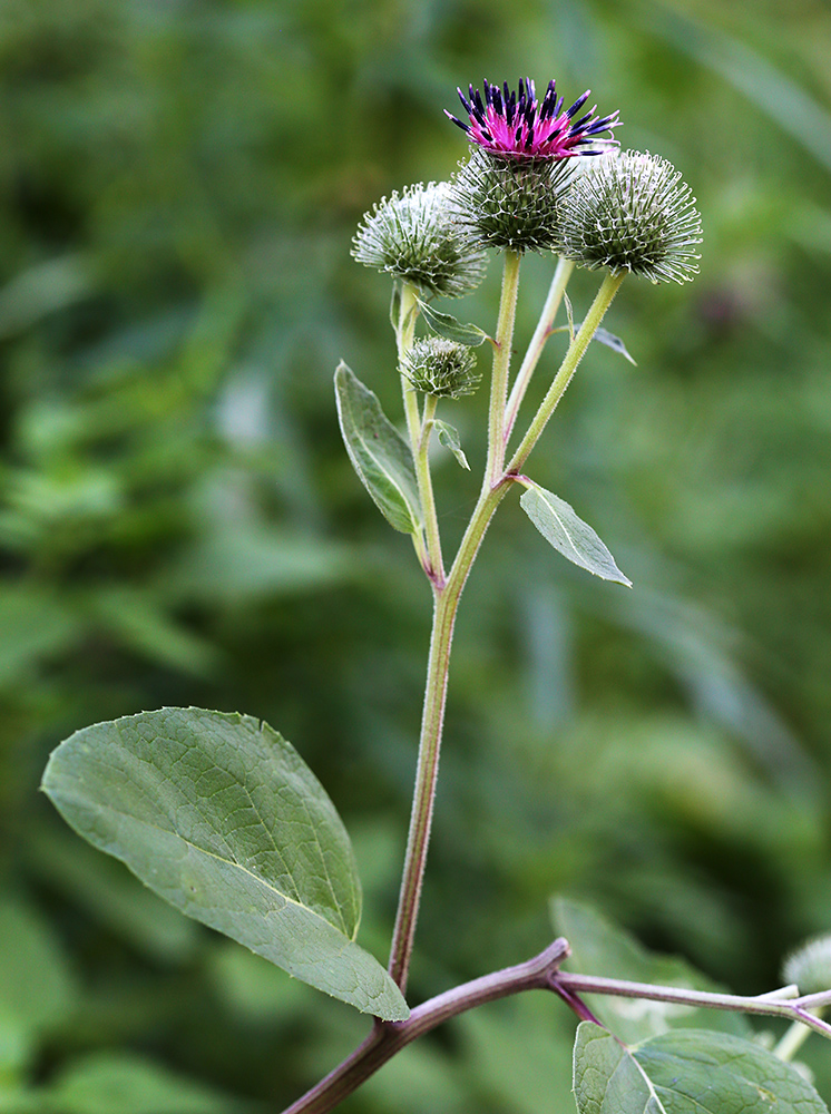 Изображение особи Arctium &times; ambiguum.