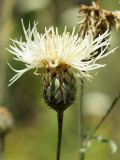 Centaurea rigidifolia. Соцветие. ДНР, г. Донецк, балка Бирючья, левый склон, степь. 16.07.2023.