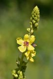 Verbascum pyramidatum