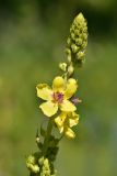 Verbascum pyramidatum. Верхушка соцветия с цветками и бутонами. Карачаево-Черкесия, Карачаевский р-н, правый берег реки Уллу-Кам в р-не бывшего пос. Актюбе, ≈ 1640 м н.у.м., обочина дороги. 20.07.2023.