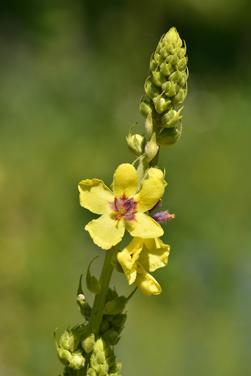 Изображение особи Verbascum pyramidatum.