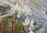 Astragalus alpinus. Верхушки побегов с фрагментами листьев и соцветиями. Карачаево-Черкесия, Карачаевский р-н, Большой Кавказ, долина р. Кичкинекол (Узункольский), ≈ 2410 м н.у.м., морена ледника Большой Кичкинекол. 21.07.2023.