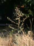 Lactuca serriola