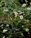 Pyrethrum glanduliferum. Верхушки побегов с соцветиями. Армения, обл. Лори, окр. с. Лори Берд, крепость Лори Берд, ≈ 1300 м н.у.м., на каменной стене. 24.06.2022.