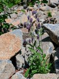 Gastrolychnis tristis. Цветущее растение. Красноярский край, Шушенский р-н, национальный парк \"Шушенский Бор\", ≈ 1000 м н.у.м., каменистый склон. 11.06.2022.