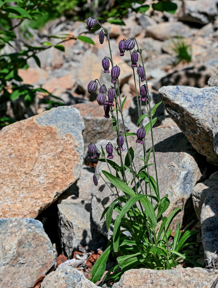 Изображение особи Gastrolychnis tristis.