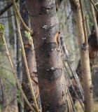 Salix triandra