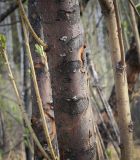 Salix triandra. Часть ствола с небольшими талломами лишайников. Пермский край, Оханский р-н, Тулумбаихинское сельское поселение, Кунчурихинский бор, песчаный берег. 03.05.2023.