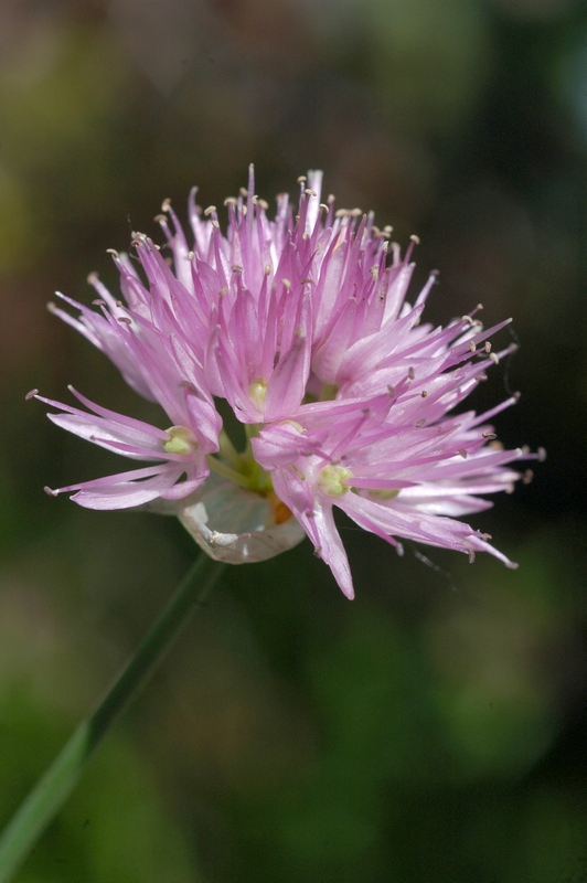 Image of Allium amblyophyllum specimen.