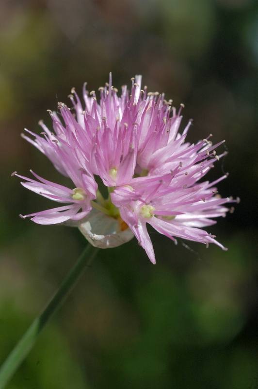 Изображение особи Allium amblyophyllum.