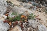 Astragalus kaufmannii