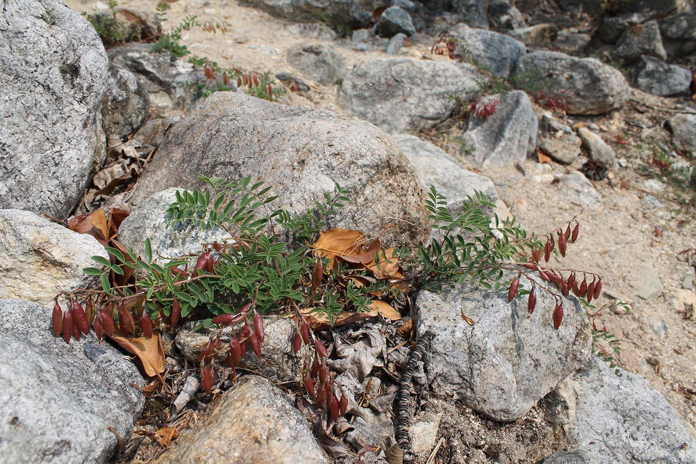Изображение особи Astragalus kaufmannii.