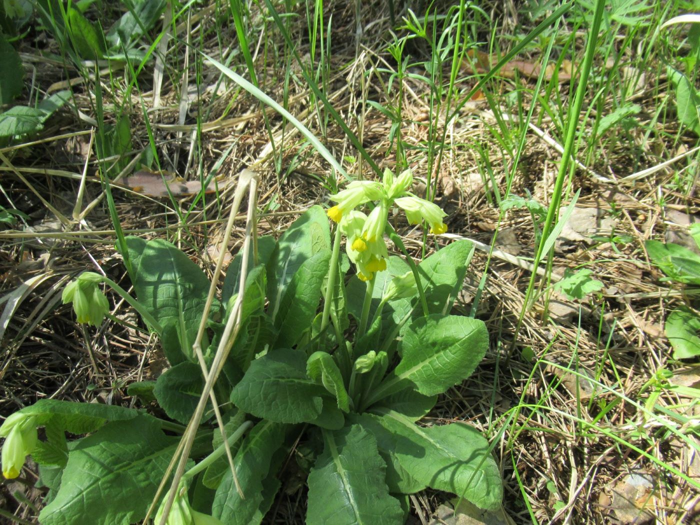 Изображение особи Primula macrocalyx.