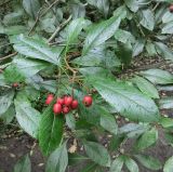 Crataegus crus-galli. Ветвь с зрелыми плодами. Москва, ГБС, дендрарий. 01.10.2017.