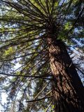 Sequoia sempervirens