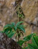 Aruncus dioicus