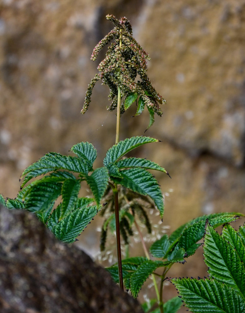 Изображение особи Aruncus dioicus.