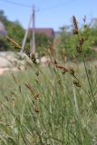 Carex liparocarpos