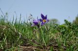 Pulsatilla patens