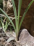Ixiolirion tataricum