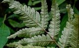 Woodwardia japonica