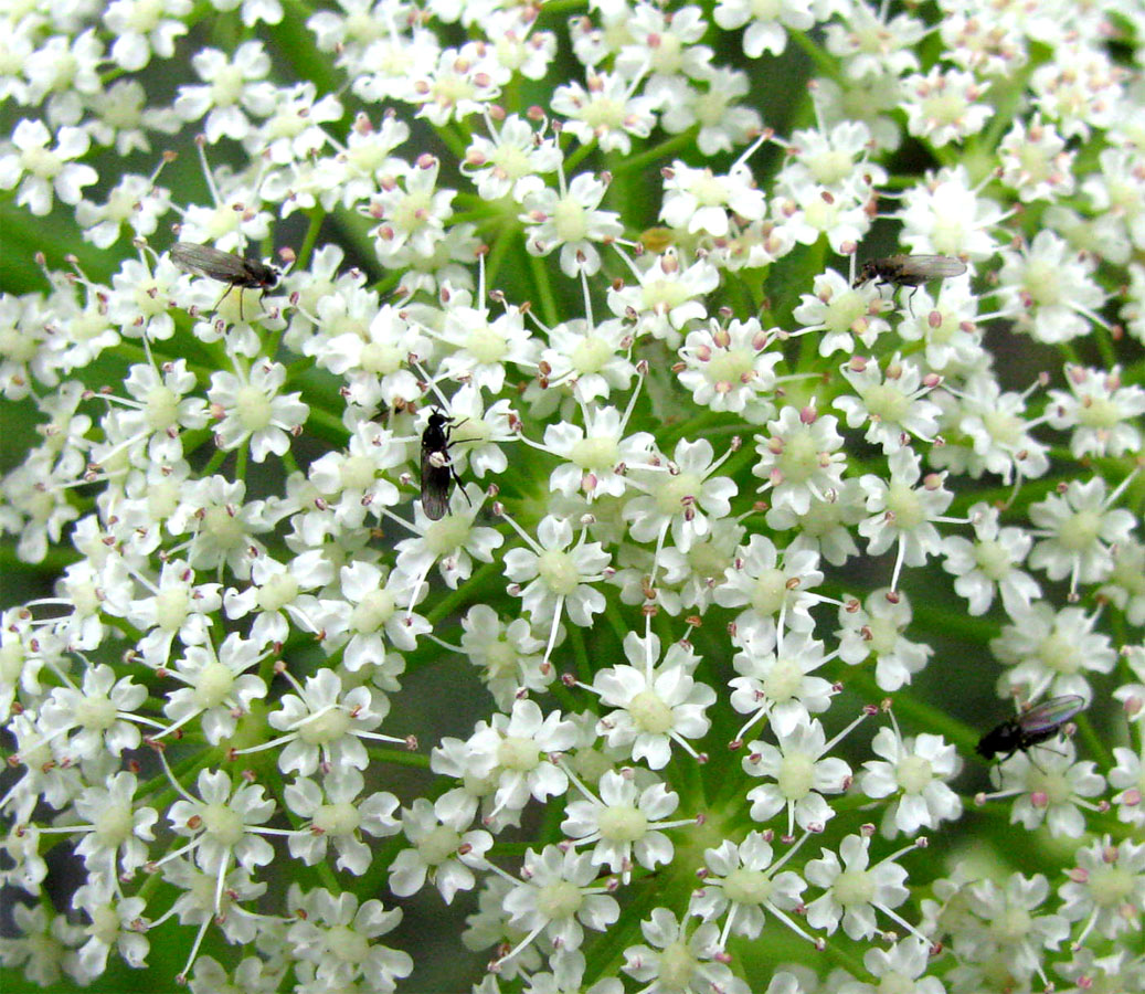 Изображение особи Sium latifolium.