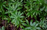 Galium odoratum