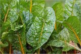Beta vulgaris. Листья (желтостебельная форма). Московская обл., Раменский р-н, окр. дер. Хрипань, садовый участок. 31.08.2024.