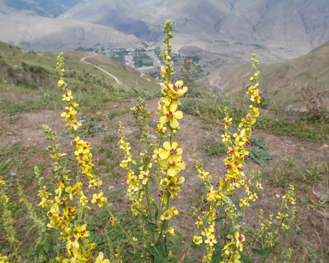 Image of Verbascum laxum specimen.